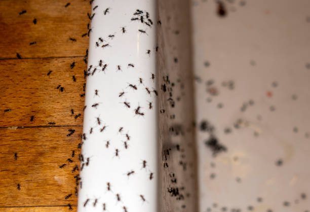 Best Best Pest Control Companies  in Seagoville, TX